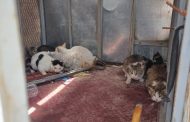 جماعة ايت ملول تنظم حملة لجمع القطط والكلاب الضالة ومكافحة داء السعار بأزرو
